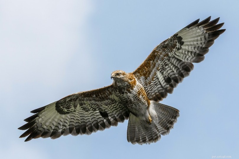 Are Birds Dinosaurs? Discover the Science Behind Avian Evolution