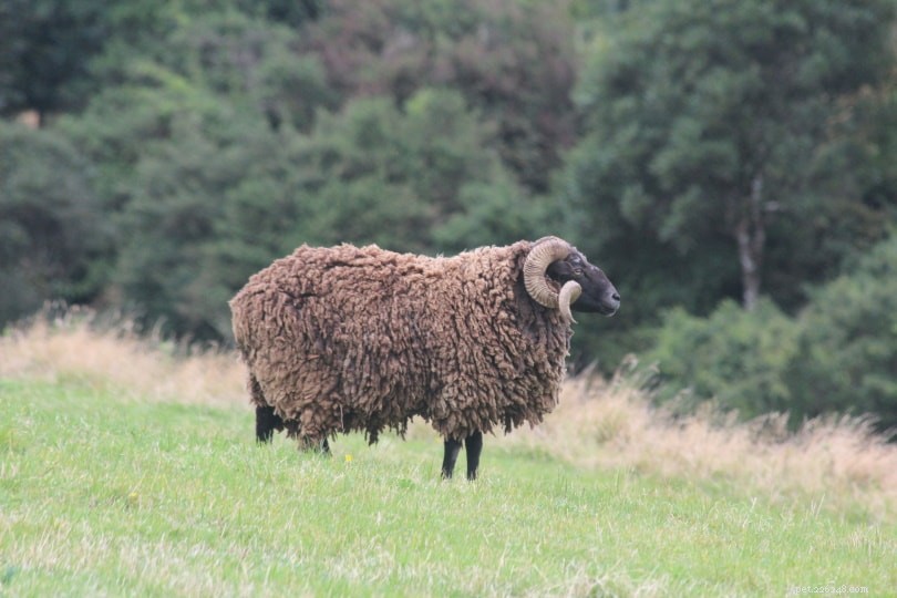 Do All Sheep Have Horns? The Truth About Male and Female Horn Development
