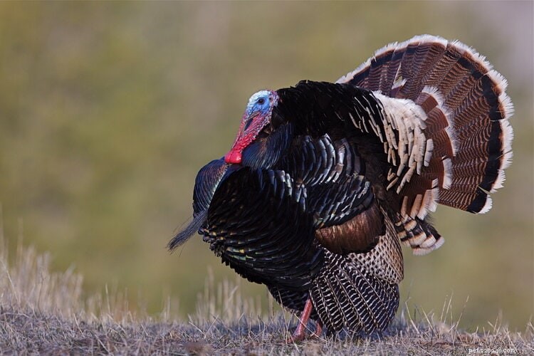 Turkey Speed Revealed: How Fast They Can Run