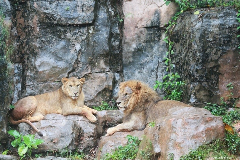 15 Critical Statistics on Animal Captivity in 2022