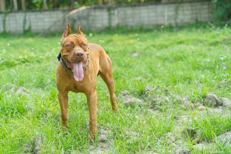 Pitbull Lifespan: What to Expect – Average Years & Key Facts