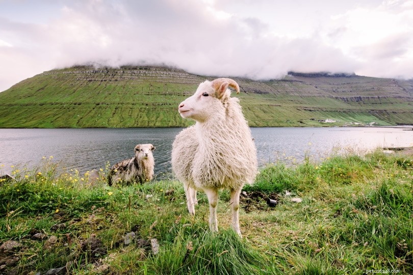 Do Sheep Swim? Exploring Their Natural Water Skills