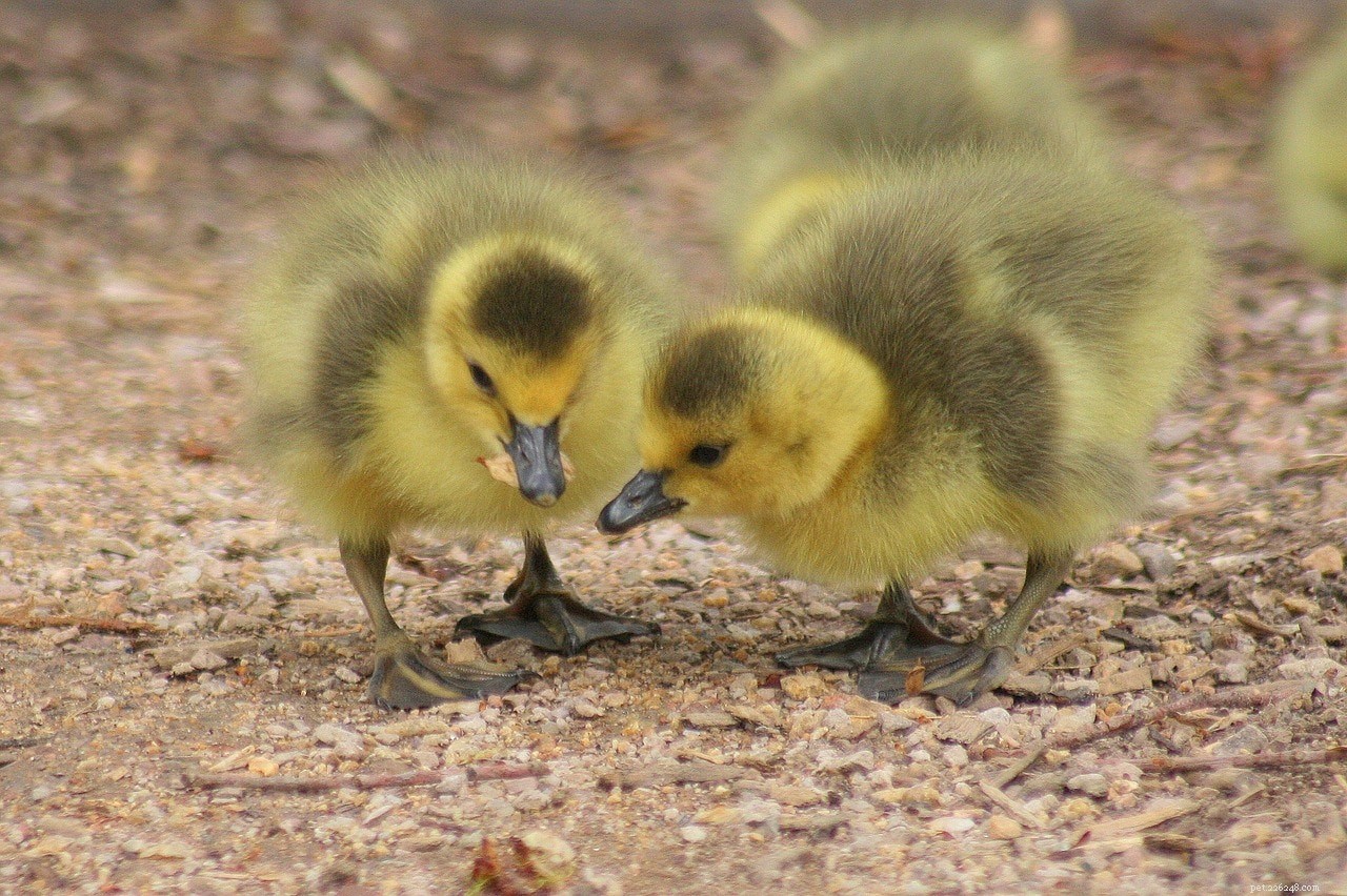 What Ducks Need: The Complete Guide to Feeding and Caring for Ducklings