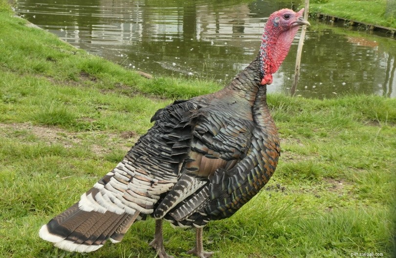 Wild Turkeys: Swimming Skills, Speed, and Surprising Traits