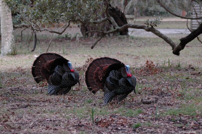 Do Turkeys Drown in the Rain? Separating Fact from Fiction