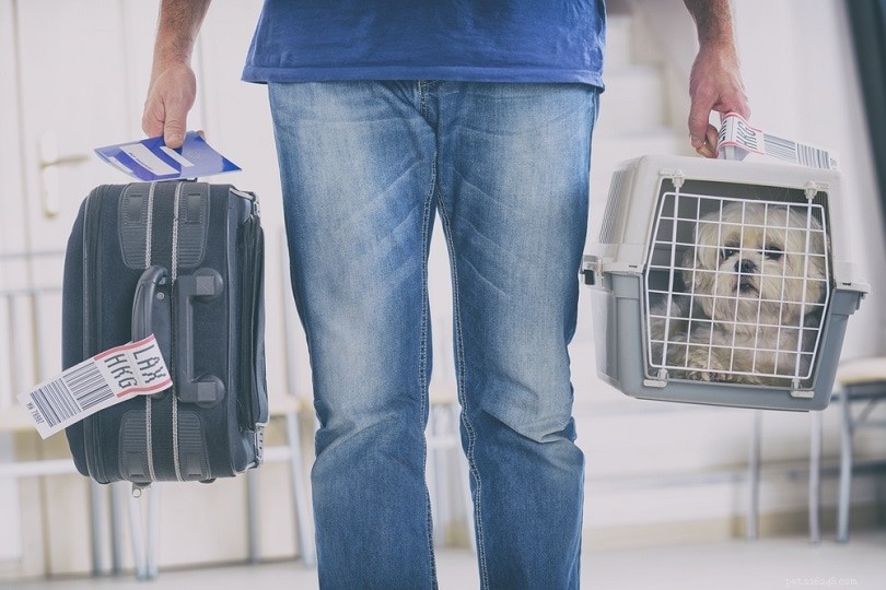 Air Travel Safety for Pets: 2022 Facts & Statistics