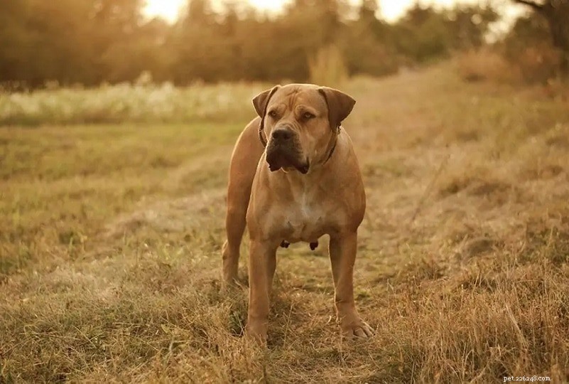 Boerboel Bite Force Explained: PSI Strength, Comparison, and Key Facts