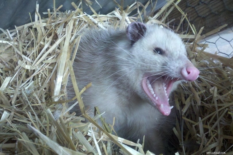 Are Possums a Threat to Chickens? Protect Your Flock from Nocturnal Predators