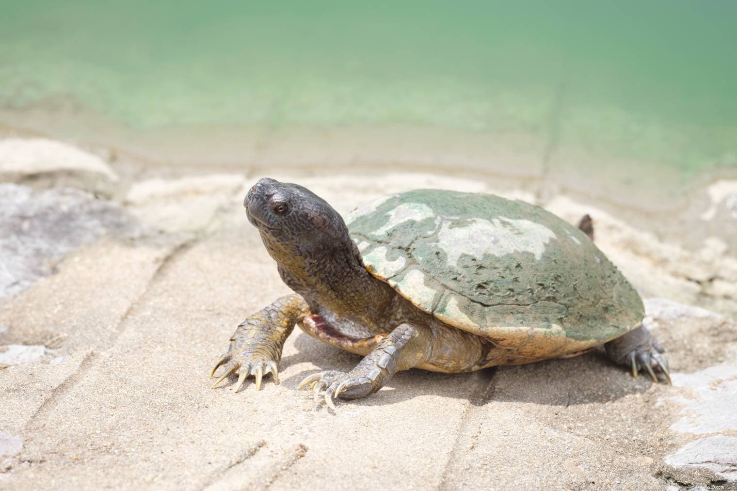 How to Legally Buy a Pet Turtle: Best Stores & Key Tips