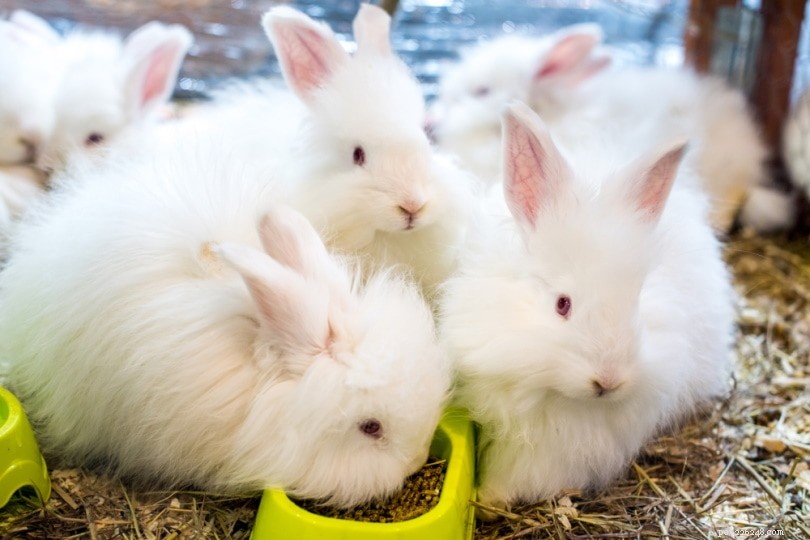 Where to Buy a Rabbit: Trusted Sources & Expert Buying Guide
