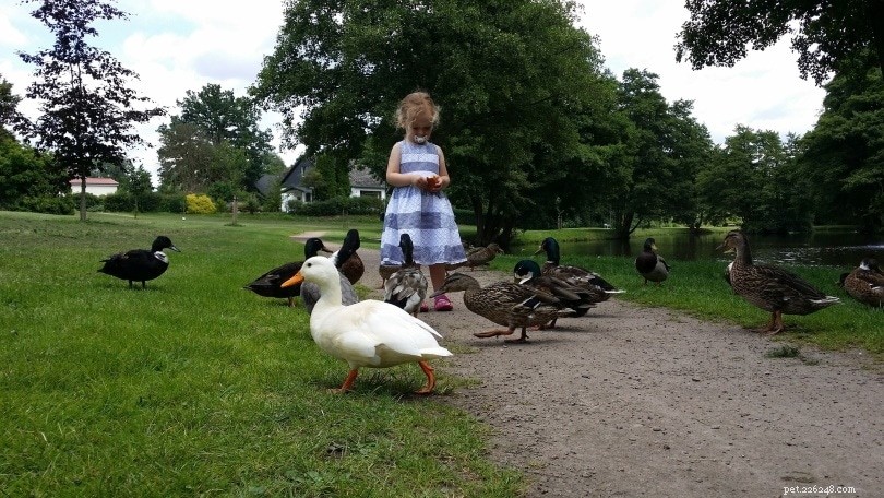 Explore 32 Fascinating Duck Facts You Never Knew