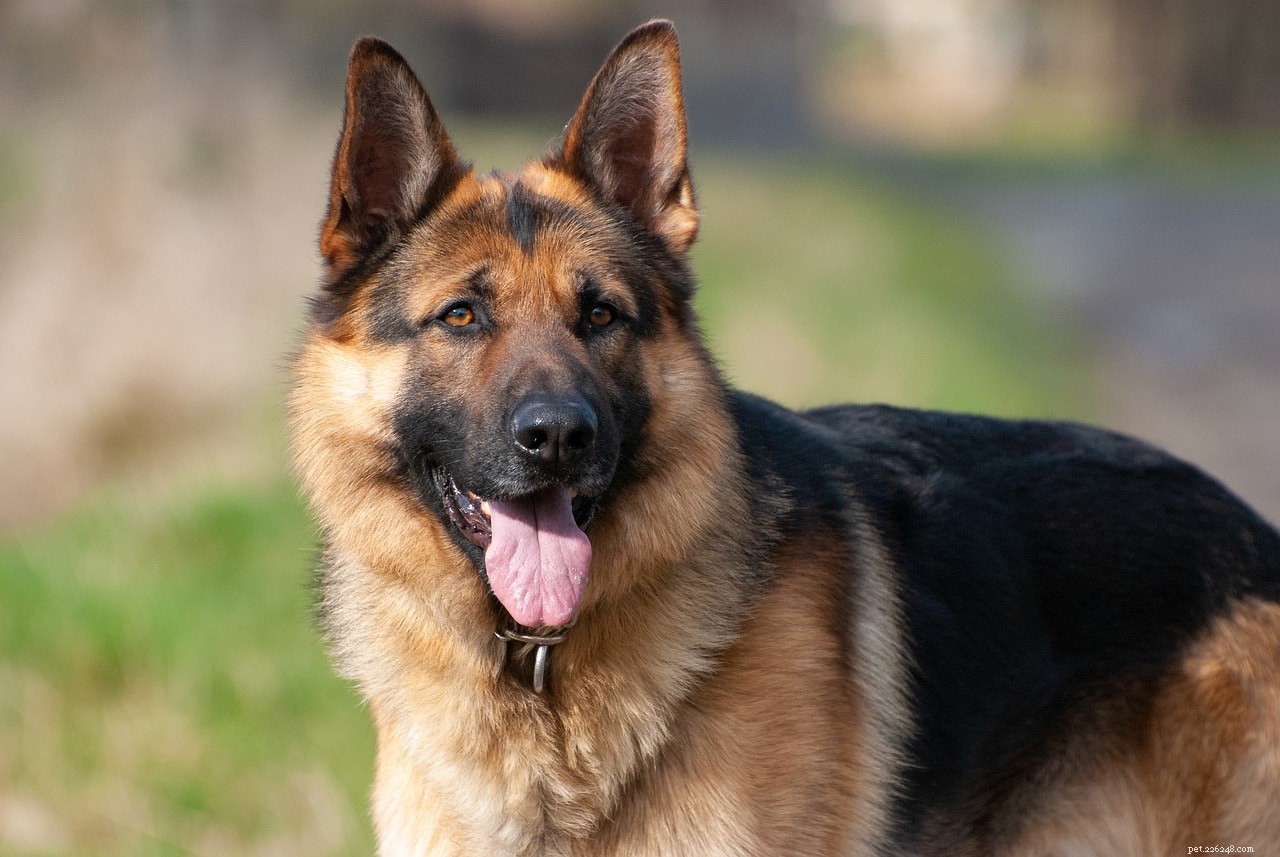 German Shepherd Lifespan: Average Years & Key Factors Explained