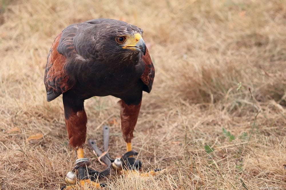 Protect Your Chickens: Proven Strategies to Keep Hawks at Bay