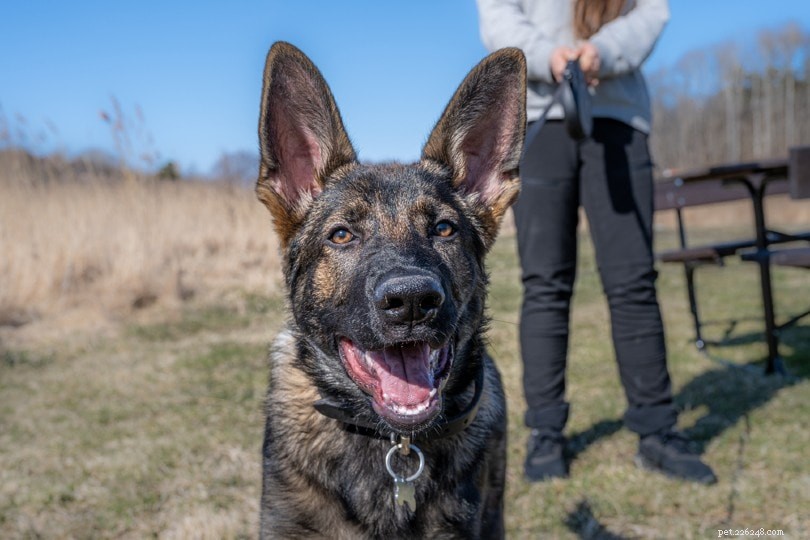 How to Adopt a Retired Police Dog: Essential Guidelines