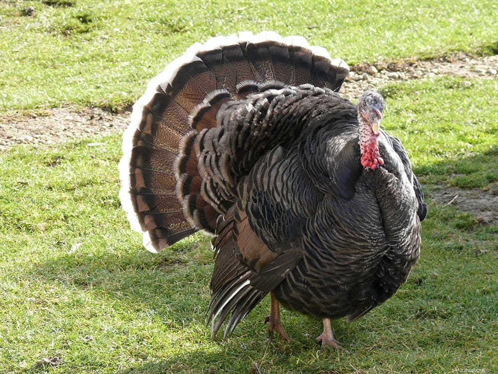 Where Do Turkeys Sleep? A Closer Look at Their Resting Habits