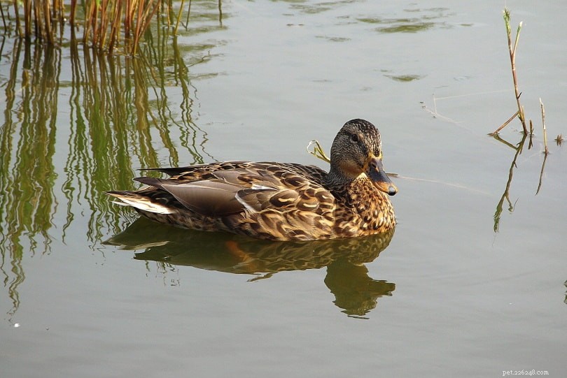 Do Ducks Actually Eat Fish? A Comprehensive Guide