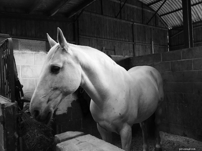 Horses Lifespan: Average Years, Care Tips & Record Longevity