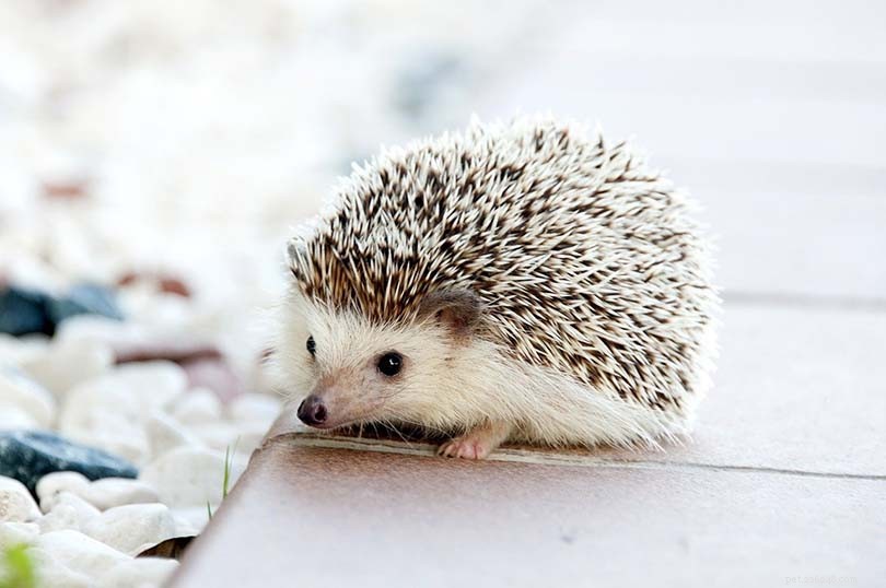 What Is the Average Lifespan of Hedgehogs? Expert Data & Facts