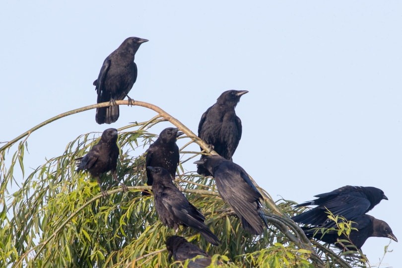 Why Crows Gather in Flocks: 5 Scientific Explanations