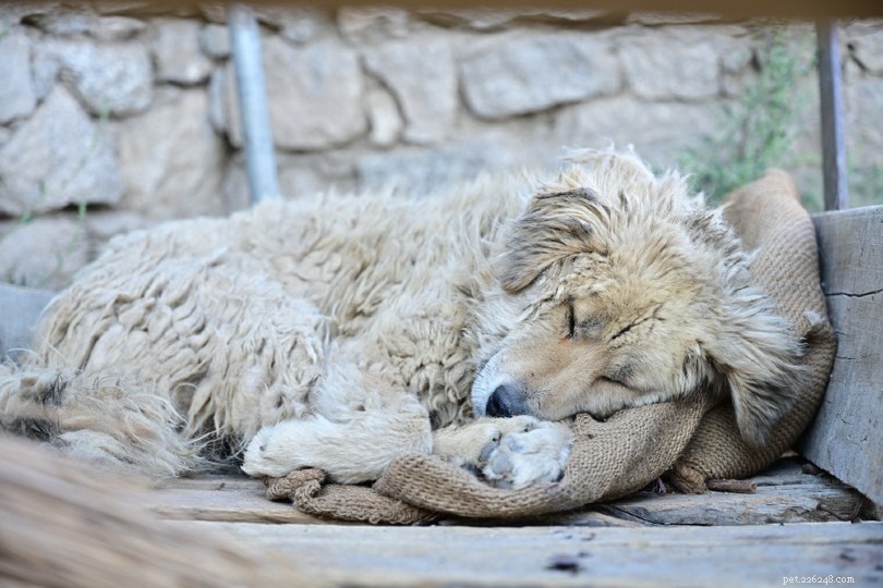 11 Critical 2022 Statistics on Animal Homelessness