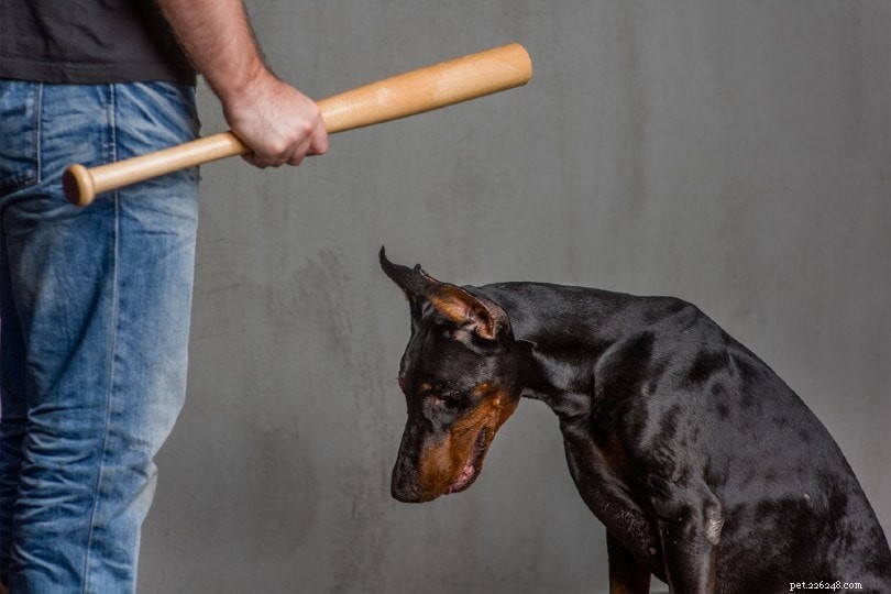 20 Eye‑Opening Animal Abuse Statistics Revealed in 2022 – What You Need to Know