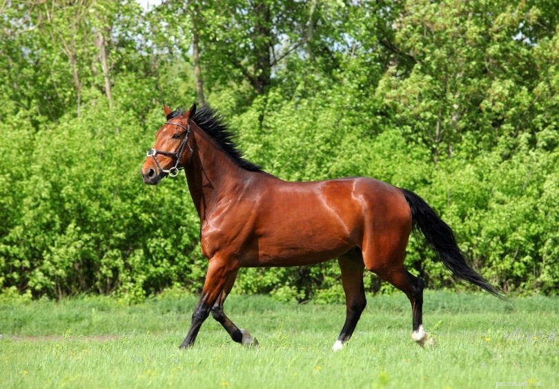 15 Essential Horse Statistics Every Animal Enthusiast Must Know (2022)