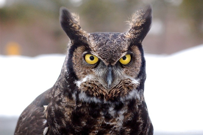 Top 10 Most Dangerous Birds on Earth—Surprising Creatures & Their Threats