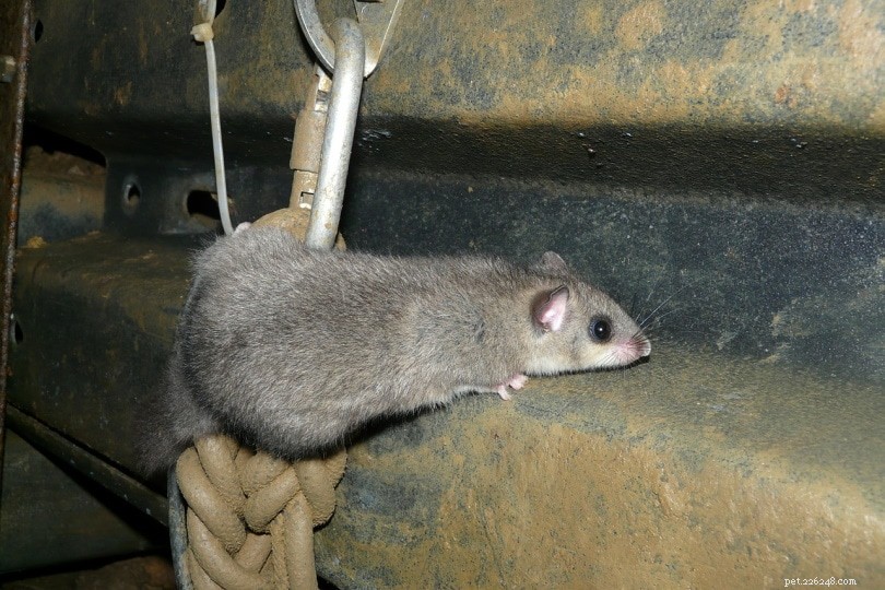 How High Do Mice Really Climb? Understanding Their Wall and Stair Capabilities