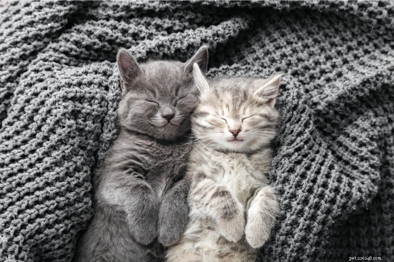 How Much Sleep Does Your Kitten Need? Essential Guide for New Owners