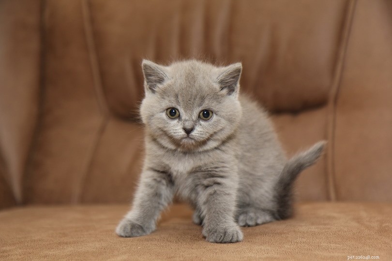 When Do Kittens Start Pooping? A Complete Guide for New Cat Parents