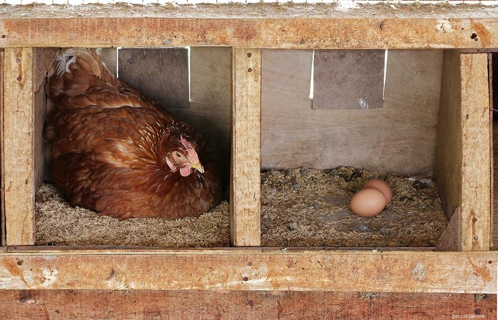 Daily Egg Production in Chickens: Facts Every Hatcher Should Know