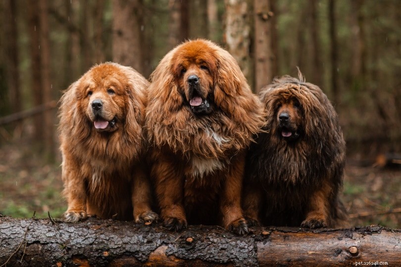Top 20 Most Expensive Pets Worldwide – Prices & Photos