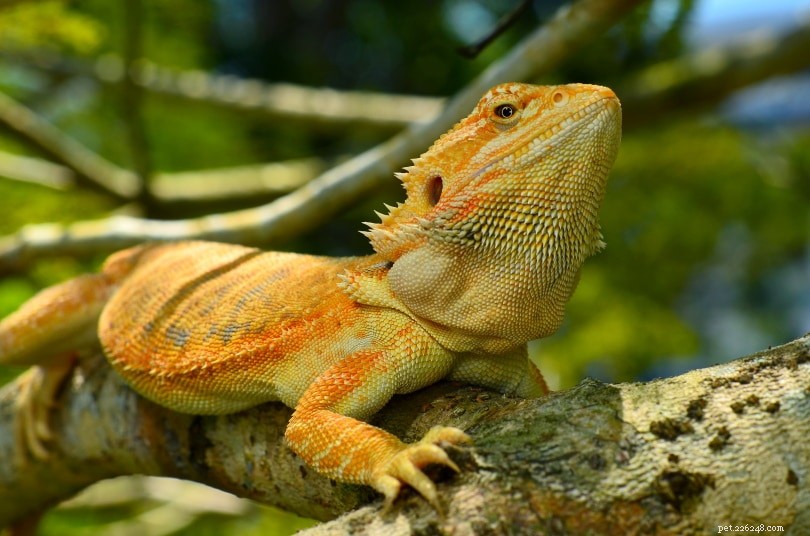 Is Your Bearded Dragon Failing to Poop? Causes & What to Do