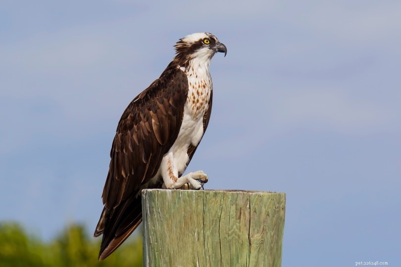 12 Largest Birds of North America: Size, Strength, and Habitat