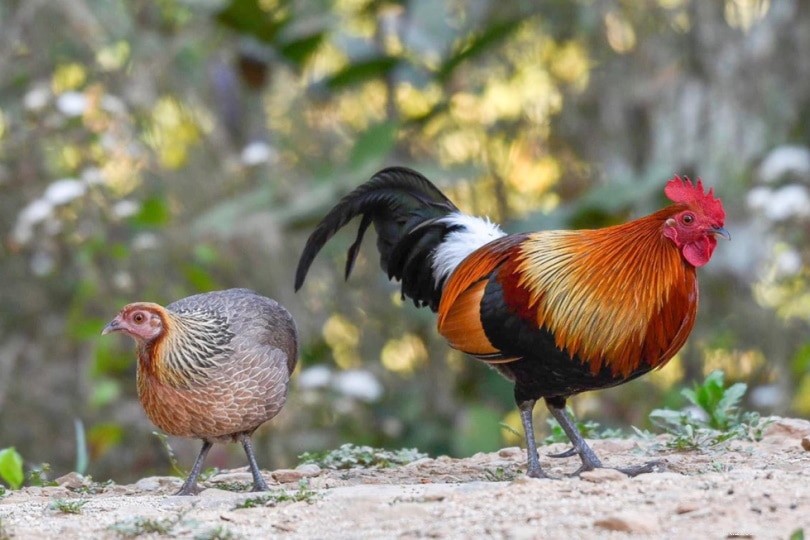 Wild Chicken Habitats: Global Locations & Natural Environments