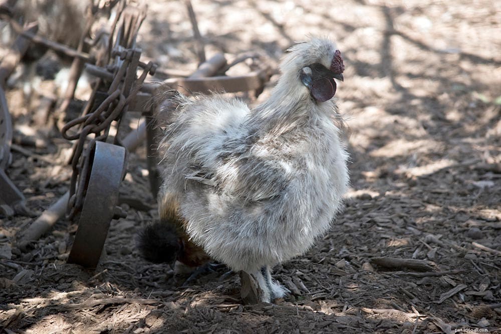 Silkie Roosters: Do They Crow? Key Facts & Timing Explained