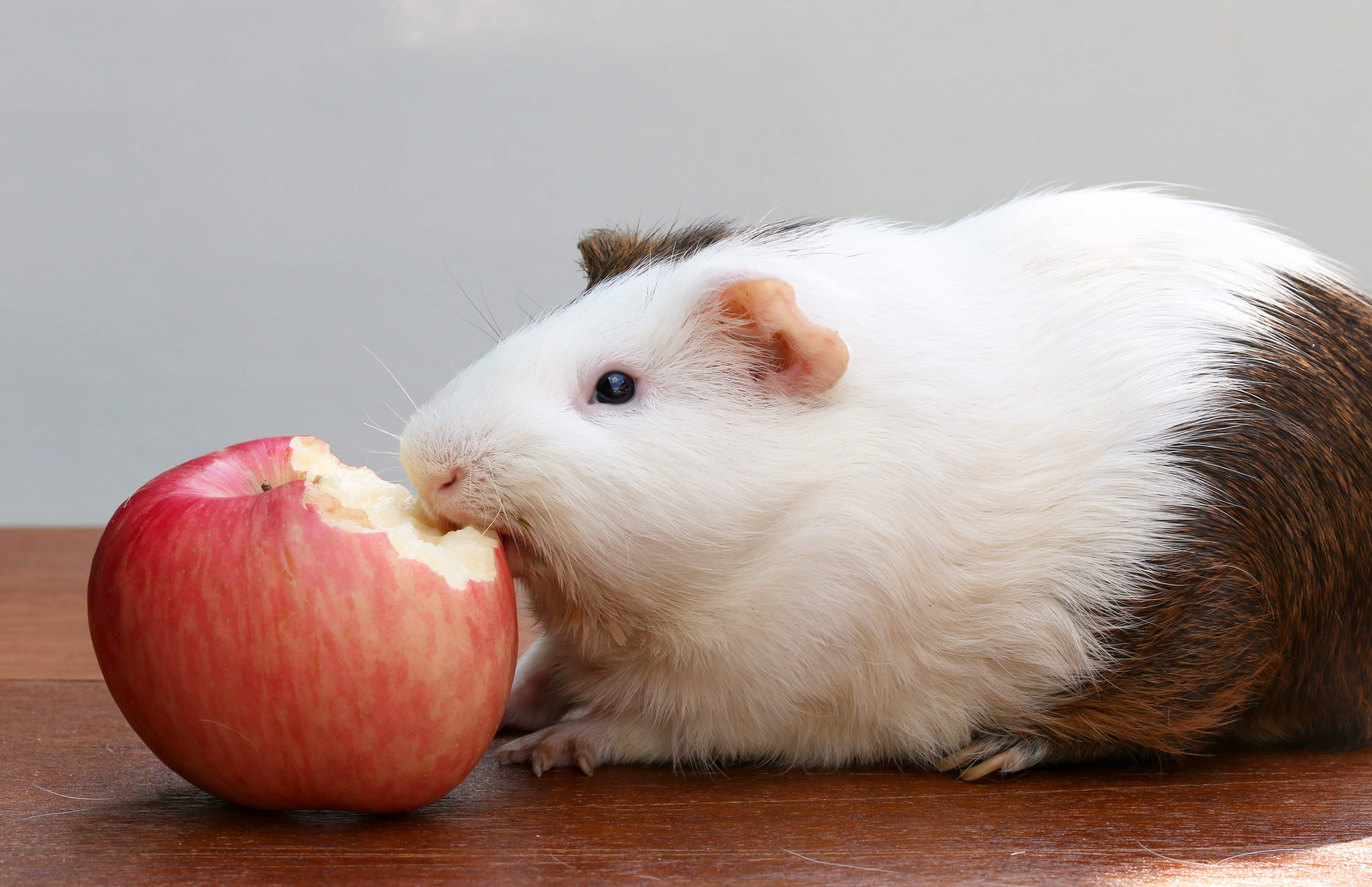 Safe Fruits for Guinea Pigs: A Complete Guide