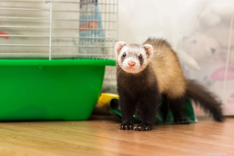 Understanding Ferret Aggression: Causes, Signs, and How to Respond