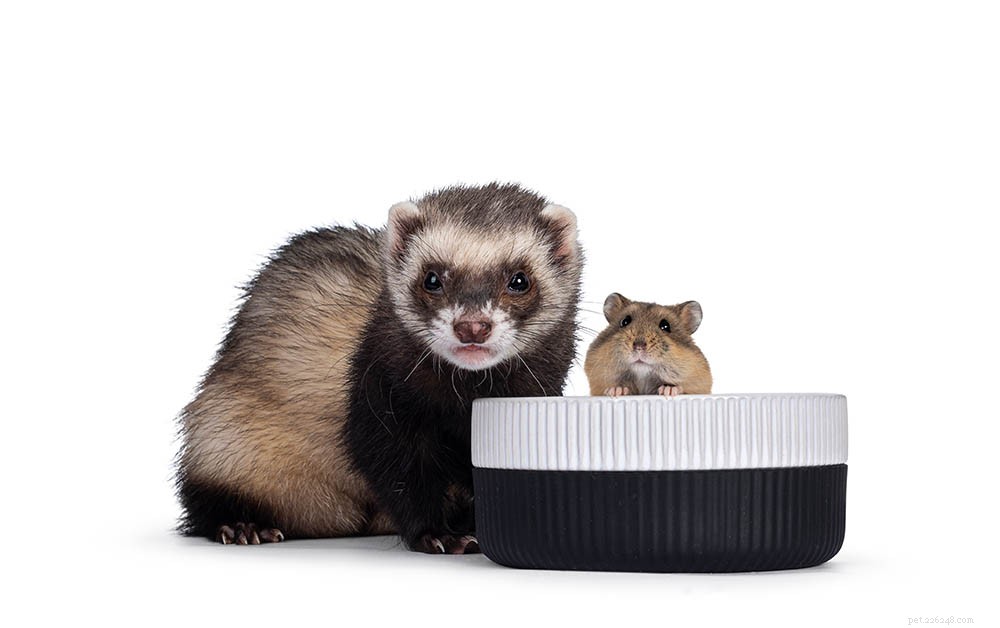 Can Ferrets Coexist with Hamsters? Expert Guide to Pet Compatibility