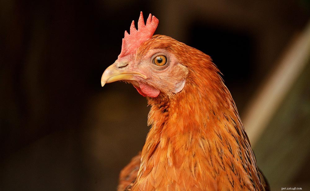 Chickens Don’t Have Teeth: How They Eat Without Them