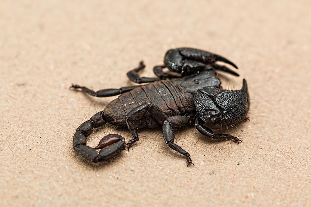 Can Chickens Safely Consume Scorpions? Expert Insights on Risks and Protection