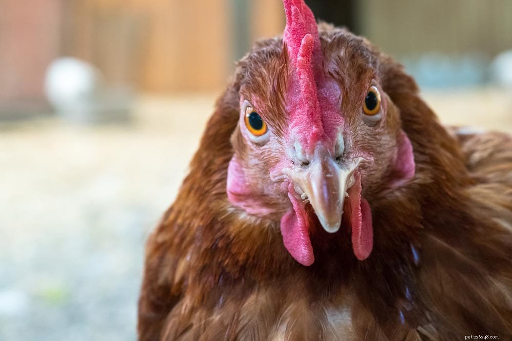 Do Chickens See Color? Debunking the Colorblind Myth