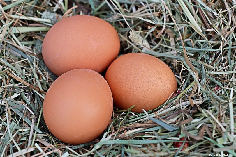 10 Proven Tips for Safe, Clean Eggs From Your Backyard Chickens