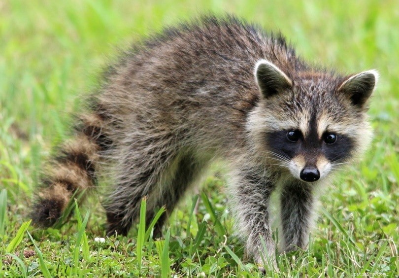 Are Raccoons a Threat to Chickens? Proven Protection Strategies for Your Flock