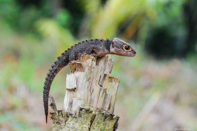 2022 US Breeder Directory – Reliable Red‑Eyed Crocodile Skinks for Sale