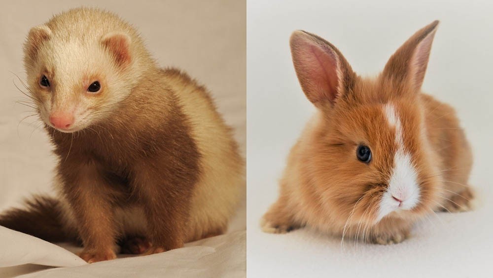 Ferrets & Rabbits: Can They Live Together? A Pet Owner’s Guide