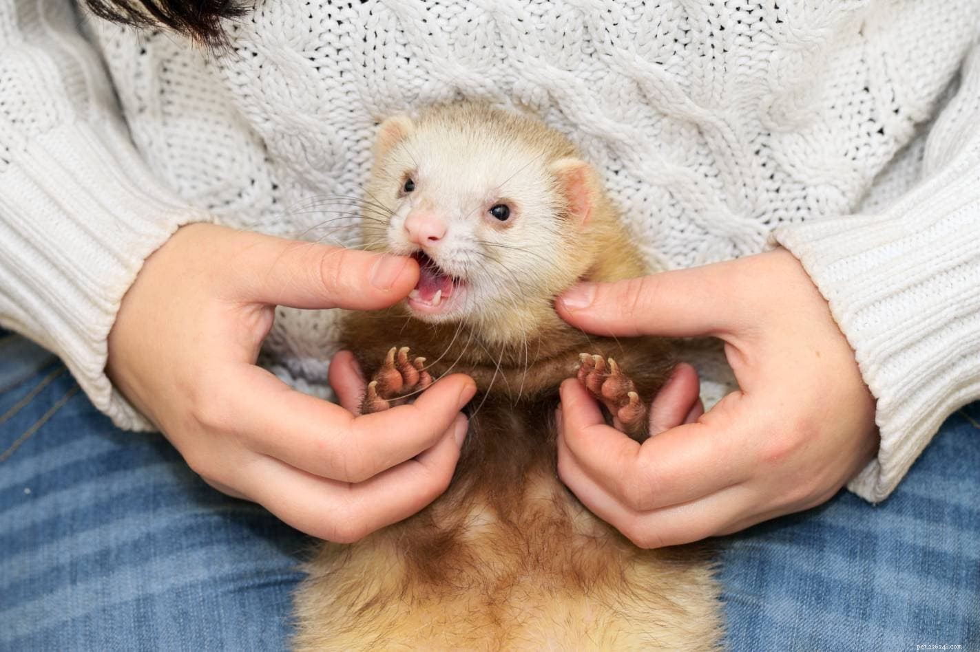 5 Common Reasons Ferrets Bite – Effective Strategies to Stop the Behavior