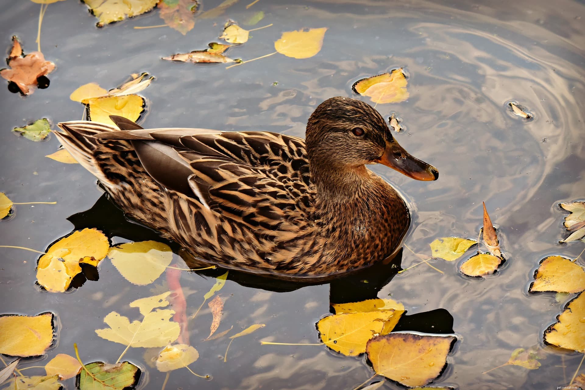 Discover the 4 Key Duck Species in the U.S. – A Visual Guide