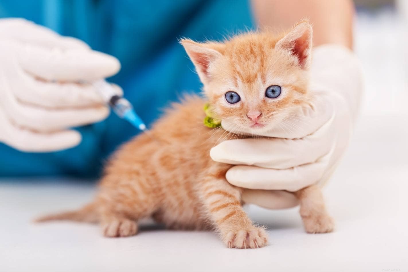When to Vaccinate Your Kitten: A Trusted Guide for Optimal Health