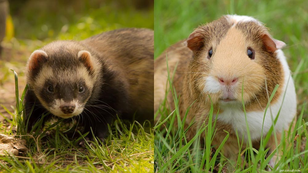 Are Ferrets and Guinea Pigs Compatible? Find Out Why They Don’t Get Along